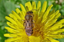 Halictus tumulorum / Gewhnliche Goldfurchenbiene / Schmal- / Furchenbienen - Halictidae / Ordnung: Hautflgler - Hymenoptera