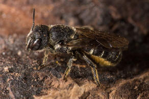 Heriades crenulatus / Gekerbte Lcherbiene / Megachilidae ("Blattschneiderbienenartige") - Osmiini - Hautflgler - Hymenoptera