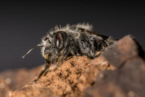 Hoplitis adunca / Natternkopf-Mauerbiene / Megachilinae ("Blattschneiderbienenartige") / Hautflügler - Hymenoptera