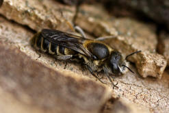Hoplitis adunca / Natternkopf-Mauerbiene / Megachilinae ("Blattschneiderbienenartige")