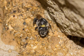 Hoplitis anthocopoides / Matte Natternkopfbiene / Megachilidae ("Blattschneiderbienenartige") / Hautflgler - Hymenoptera