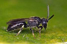 Hylaeus communis / Gewhnliche Maskenbiene / Colletinae - "Seidenbienenartige" / Ordnung: Hautflgler - Hymenoptera