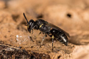 Hylaeus communis / Gewhnliche Maskenbiene / Colletinae - "Seidenbienenartige" / Ordnung: Hautflgler - Hymenoptera