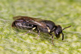 Hylaeus communis / Gewhnliche Maskenbiene / Colletinae - "Seidenbienenartige" / Ordnung: Hautflgler - Hymenoptera