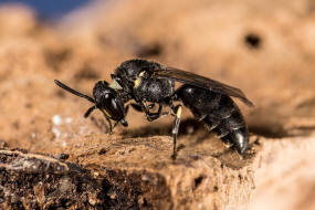 Hylaeus communis / Gewhnliche Maskenbiene / Colletinae - "Seidenbienenartige" / Ordnung: Hautflgler - Hymenoptera