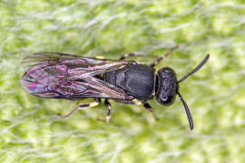 Hylaeus communis / Gewhnliche Maskenbiene / Colletinae - "Seidenbienenartige" / Ordnung: Hautflgler - Hymenoptera