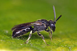 Hylaeus communis / Gewhnliche Maskenbiene / Colletinae - "Seidenbienenartige" / Ordnung: Hautflgler - Hymenoptera