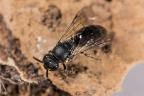 Hylaeus communis / Gewhnliche Maskenbiene / Colletinae - "Seidenbienenartige" / Ordnung: Hautflgler - Hymenoptera