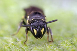 Hylaeus communis / Gewhnliche Maskenbiene / Colletinae - "Seidenbienenartige" / Ordnung: Hautflgler - Hymenoptera