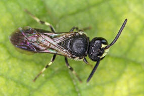 Hylaeus communis / Gewhnliche Maskenbiene / Colletinae - "Seidenbienenartige" / Ordnung: Hautflgler - Hymenoptera