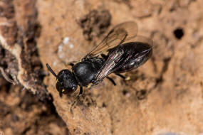 Hylaeus communis / Gewhnliche Maskenbiene / Colletinae - "Seidenbienenartige" / Ordnung: Hautflgler - Hymenoptera