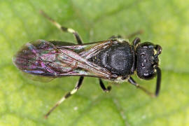 Hylaeus communis / Gewhnliche Maskenbiene / Colletinae - "Seidenbienenartige" / Ordnung: Hautflgler - Hymenoptera