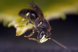 Hylaeus communis / Gewhnliche Maskenbiene / Colletinae - "Seidenbienenartige" / Ordnung: Hautflgler - Hymenoptera