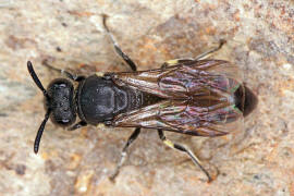 Hylaeus difformis / Beulen-Maskenbiene / Colletinae - "Seidenbienenartige" / Ordnung: Hautflgler - Hymenoptera