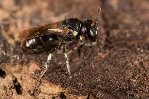 Hylaeus dilatatus / Rundfleck-Maskenbiene / Colletidae - "Seidenbienenartige" / Ordnung: Hautflgler - Hymenoptera