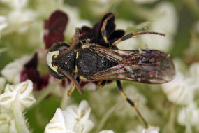 Hylaeus sinuatus / Gebuchtete Maskenbiene / Colletinae - "Seidenbienenartige" / Ordnung: Hautflgler - Hymenoptera