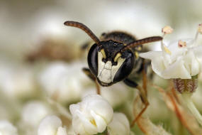 Hylaeus sinuatus / Gebuchtete Maskenbiene / Colletinae - "Seidenbienenartige" / Ordnung: Hautflgler - Hymenoptera