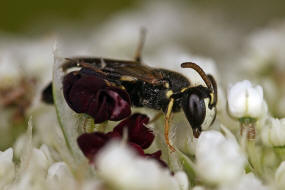 Hylaeus sinuatus / Gebuchtete Maskenbiene / Colletinae - "Seidenbienenartige" / Ordnung: Hautflgler - Hymenoptera