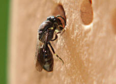 Hylaeus spec. / Unbestimmte Maskenbiene / Colletinae ("Seidenbienenartige")