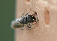 Hylaeus spec. / Unbestimmte Maskenbiene / Colletinae ("Seidenbienenartige")