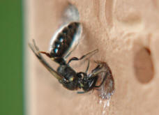 Hylaeus spec. / Unbestimmte Maskenbiene / Colletinae ("Seidenbienenartige")