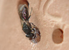 Hylaeus spec. / Unbestimmte Maskenbiene / Colletinae ("Seidenbienenartige")