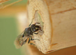 Hylaeus communis / Gewhnliche Maskenbiene / Colletinae - "Seidenbienenartige" / Ordnung: Hautflgler - Hymenoptera