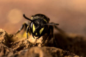Hylaeus styriacus / Steirische Maskenbiene / Colletidae - "Seidenbienenartige" / Ordnung: Hautflgler - Hymenoptera