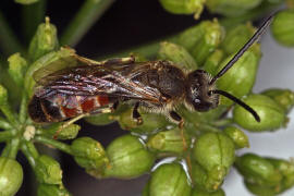 Lasioglossum calceatum / Gewhnliche Schmalbiene / Schmal- / Furchenbienen - Halictidae / Ordnung: Hautflgler - Hymenoptera