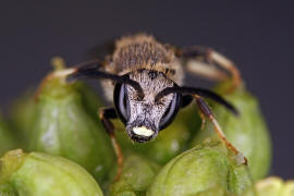 Lasioglossum calceatum / Gewhnliche Schmalbiene / Schmal- / Furchenbienen - Halictidae / Ordnung: Hautflgler - Hymenoptera