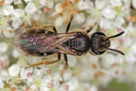 Lasioglossum villosulum / Zottige Schmalbiene / Schmal- / Furchenbienen - Halictidae / Ordnung: Hautflgler - Hymenoptera