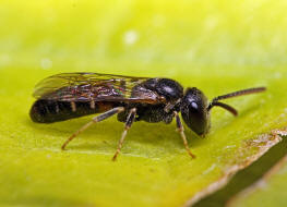 Lasioglossum laticeps / Breitkopf-Schmalbiene / Schmal- / Furchenbienen - Halictidae / Ordnung: Hautflgler - Hymenoptera