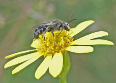 Lasioglossum (Lasioglossum) leucozonium / Weibinden Schmalbiene / Schmal- / Furchenbienen - Halictidae / Ordnung: Hautflgler - Hymenoptera