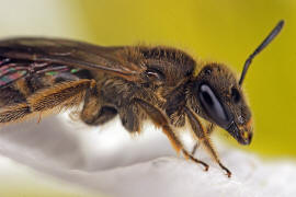 Lasioglossum malachurum / Feldweg-Schmalbiene / Halictinae ("Furchenbienenartige")