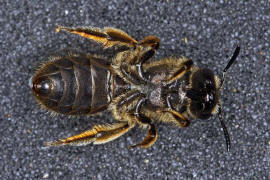 Lasioglossum malachurum / Feldweg-Schmalbiene / Halictinae ("Furchenbienenartige")