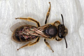 Lasioglossum malachurum / Feldweg-Schmalbiene / Halictinae ("Furchenbienenartige")