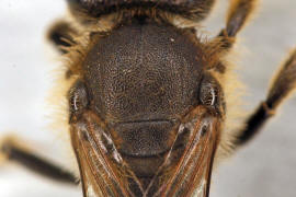 Lasioglossum malachurum / Feldweg-Schmalbiene / Halictinae ("Furchenbienenartige")