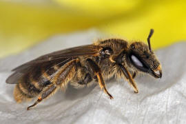 Lasioglossum malachurum / Feldweg-Schmalbiene / Halictinae ("Furchenbienenartige")