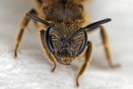 Lasioglossum malachurum / Feldweg-Schmalbiene / Halictinae ("Furchenbienenartige")