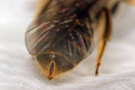 Lasioglossum malachurum / Feldweg-Schmalbiene / Halictinae ("Furchenbienenartige")