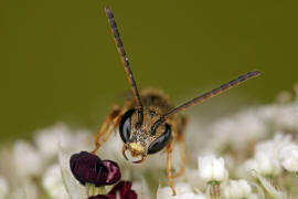 Lasioglossum malachurum / Feldweg-Schmalbiene / Halictinae ("Furchenbienenartige")