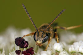 Lasioglossum malachurum / Feldweg-Schmalbiene / Halictinae ("Furchenbienenartige")