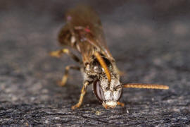 Lasioglossum (Evylaeus) pauxillum / Acker-Schmalbiene / Schmal- / Furchenbienen - Halictidae / Ordnung: Hautflgler - Hymenoptera