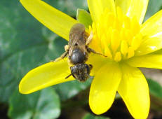 Lasioglossum spec. / Unbestimmte Schmalbiene / Halictinae ("Furchenbienenartige")