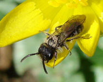 Lasioglossum spec. / Unbestimmte Schmalbiene / Halictinae ("Furchenbienenartige")