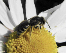 Lasioglossum spec. / Unbestimmte Schmalbiene / Halictinae ("Furchenbienenartige")