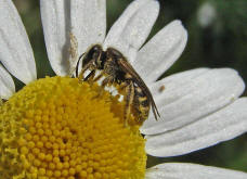 Lasioglossum spec. / Unbestimmte Schmalbiene / Halictinae ("Furchenbienenartige")