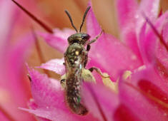 Lasioglossum spec. / Unbestimmte Schmalbiene / Halictinae ("Furchenbienenartige")