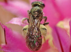 Lasioglossum spec. / Unbestimmte Schmalbiene / Halictinae ("Furchenbienenartige")