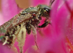 Lasioglossum spec. / Unbestimmte Schmalbiene / Halictinae ("Furchenbienenartige")